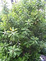 Euphorbia grantii (fam Euphorbiacees) (Afr. equatoriale) (Lyon, Parc de la tete d'or) (1) (Photo F. Mrugala)